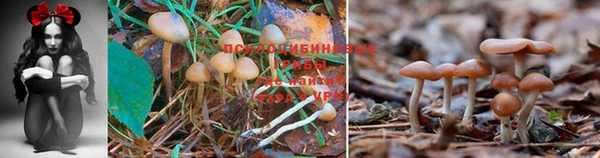 прущая мука Бронницы